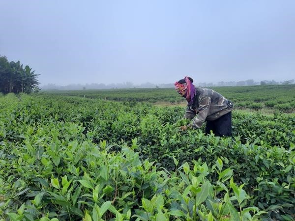 Xã Sơn Tây tập trung thực hiện tích tụ ruộng đất, dồn điền đổi thửa